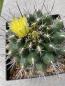 Preview: Thelocactus panarottoanus